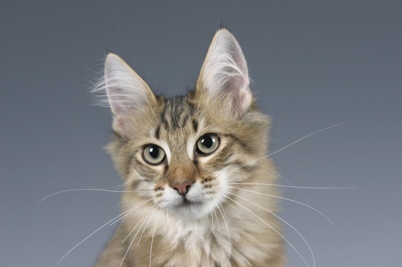 fluffy tabby kitten portrait