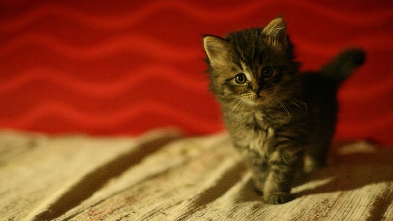 Fluffy Tabby Kitten — Red, Calm, Night