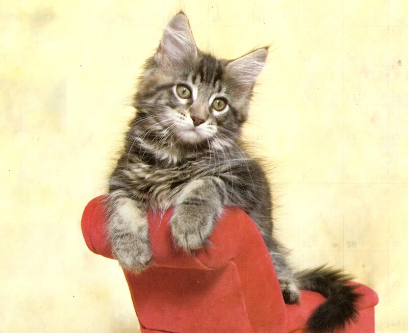 Fluffy Tabby Kitten — Red, Calm, Photograph