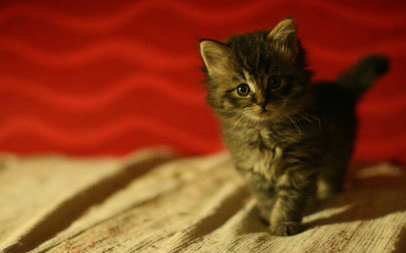 Fluffy Tabby Kitten — Red, Calm
