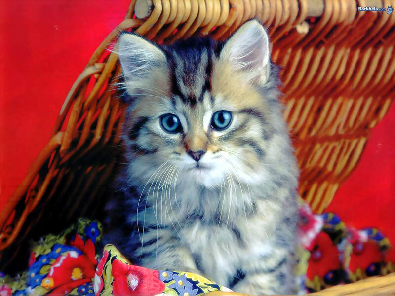 Fluffy Tabby Kitten — Red