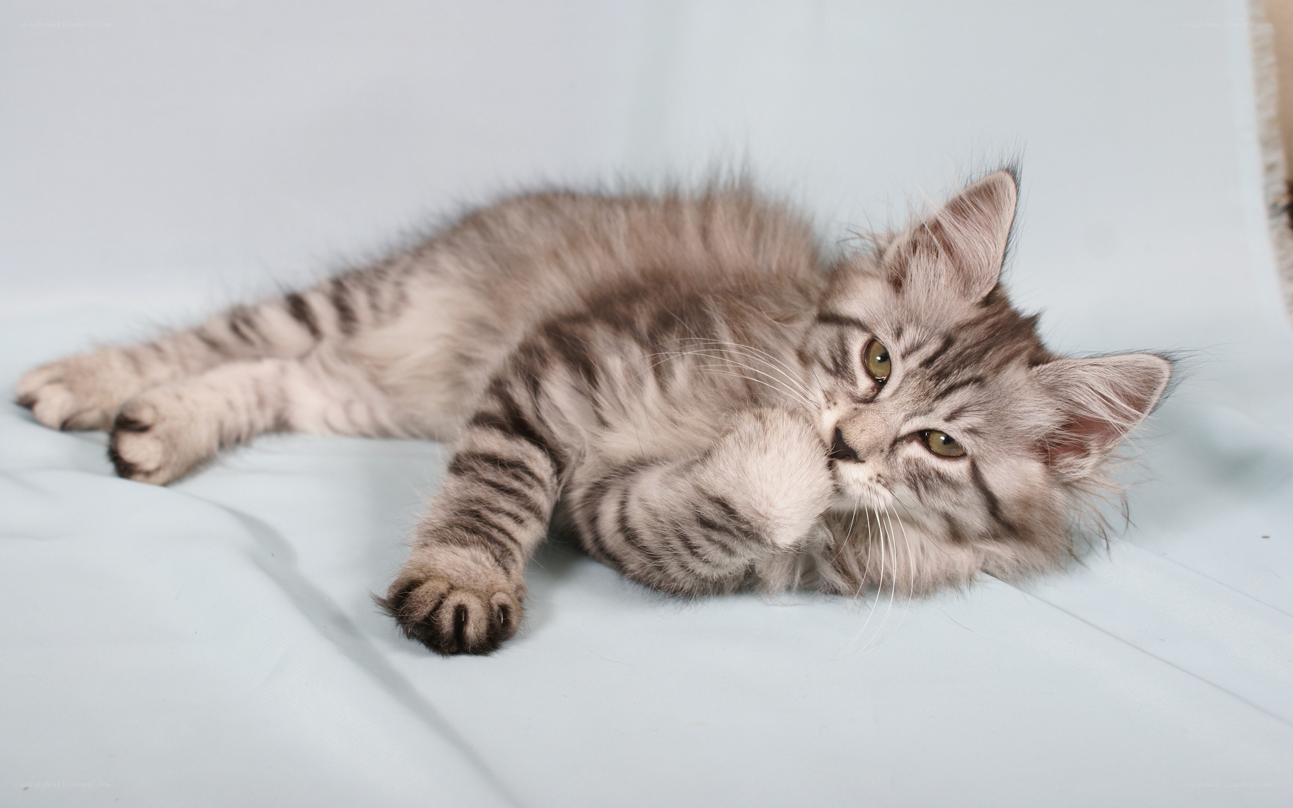 fluffy tabby kitten resting