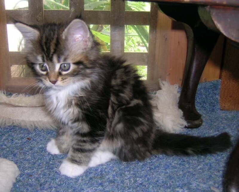 fluffy tabby kitten sitting