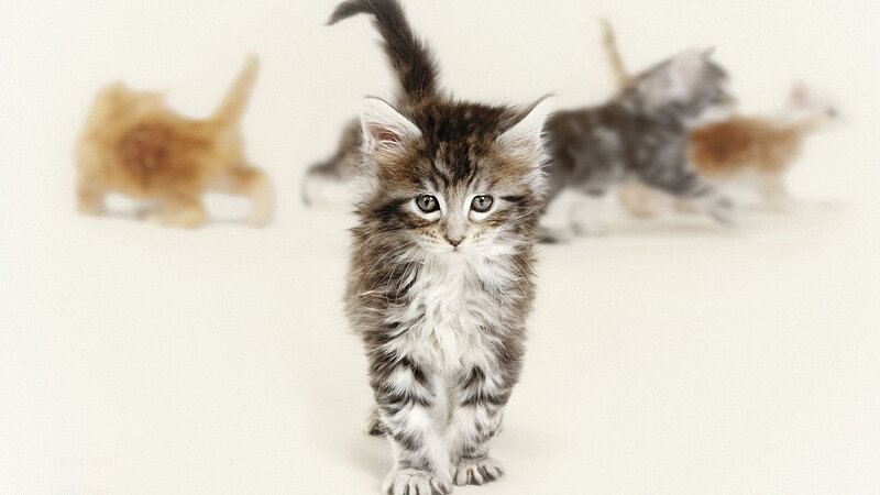 Fluffy Tabby Kitten — White, Calm, Photograph, Kittens
