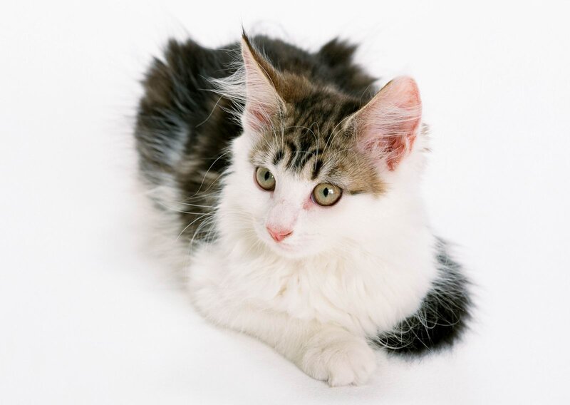 Fluffy Tabby Kitten — White, Calm, Photograph, White Background