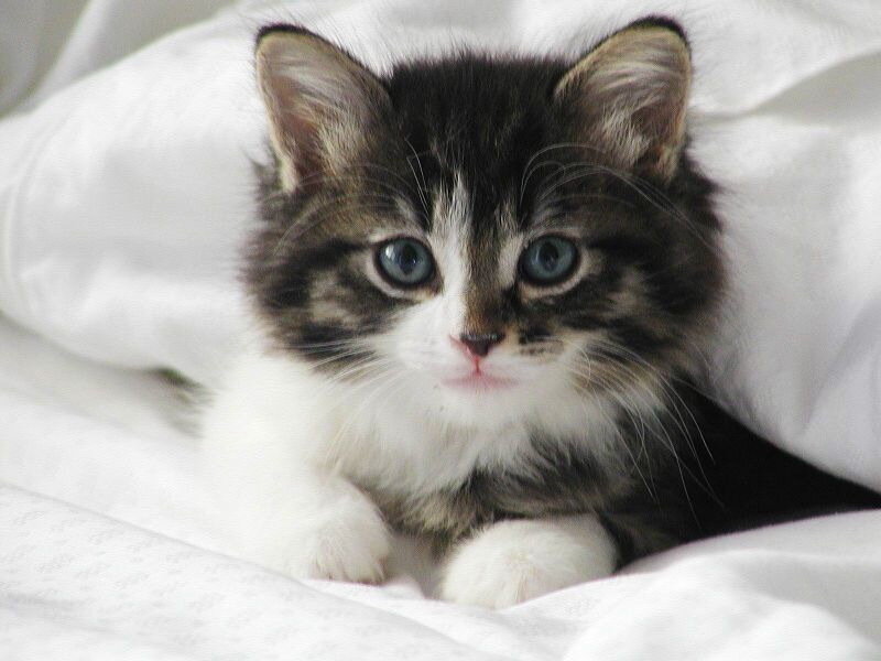 Fluffy Tabby Kitten — White, Calm