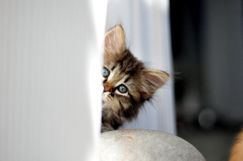 Fluffy Tabby Kitten — White, Playful