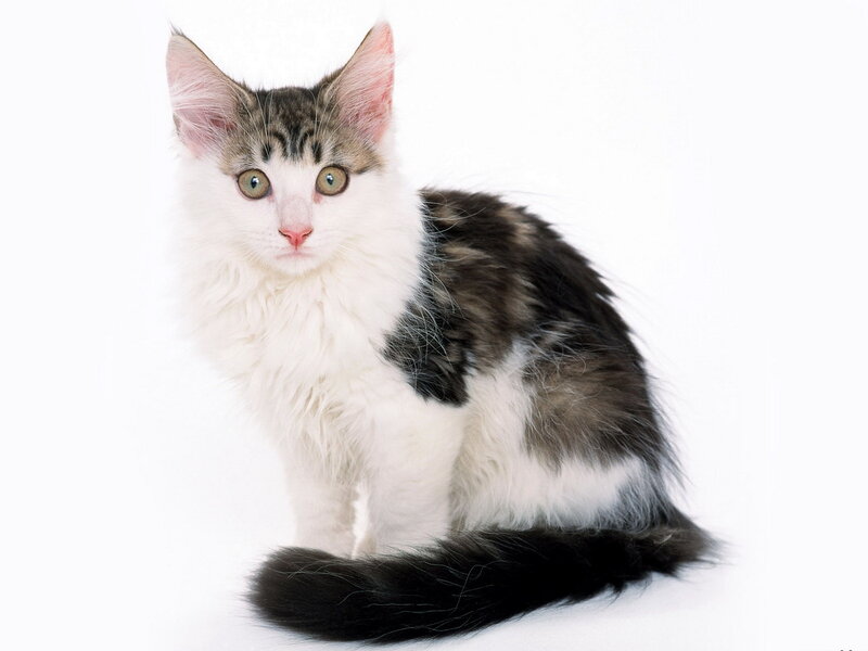 Fluffy Tabby Kitten — White