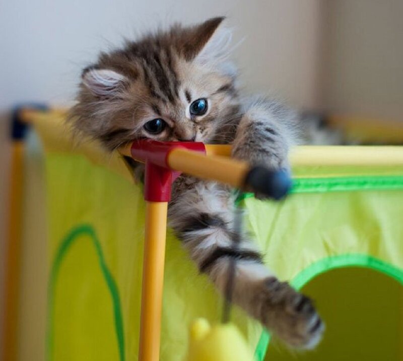 Fluffy Tabby Kitten — Yellow, Curious