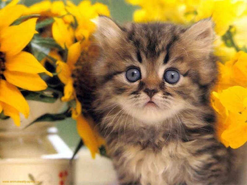 Fluffy Tabby Kitten — Yellow