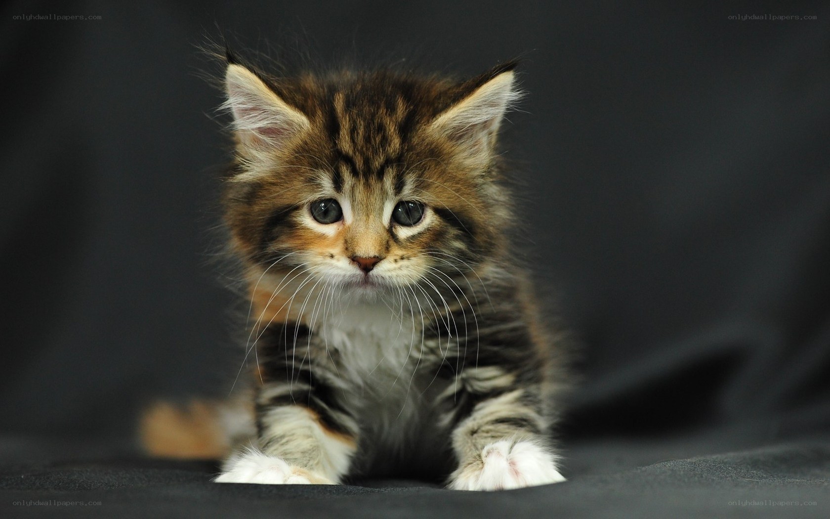 fluffy tabby kitten