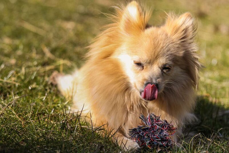 Fluffy Tan Dog — Brown