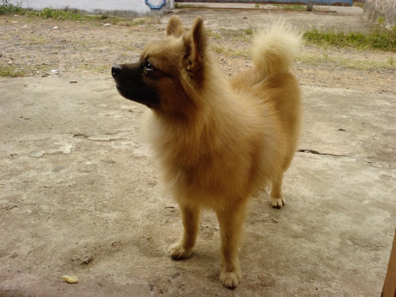 Fluffy Tan Dog — Calm