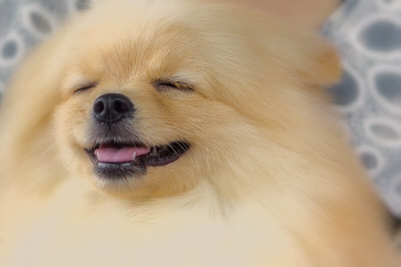 Fluffy Tan Pomeranian — Relaxed