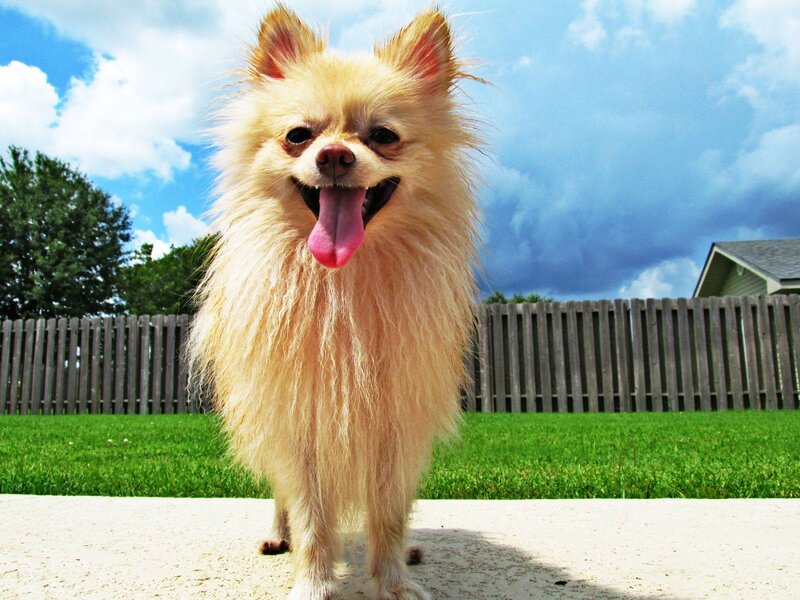 Fluffy Tan Pomeranian
