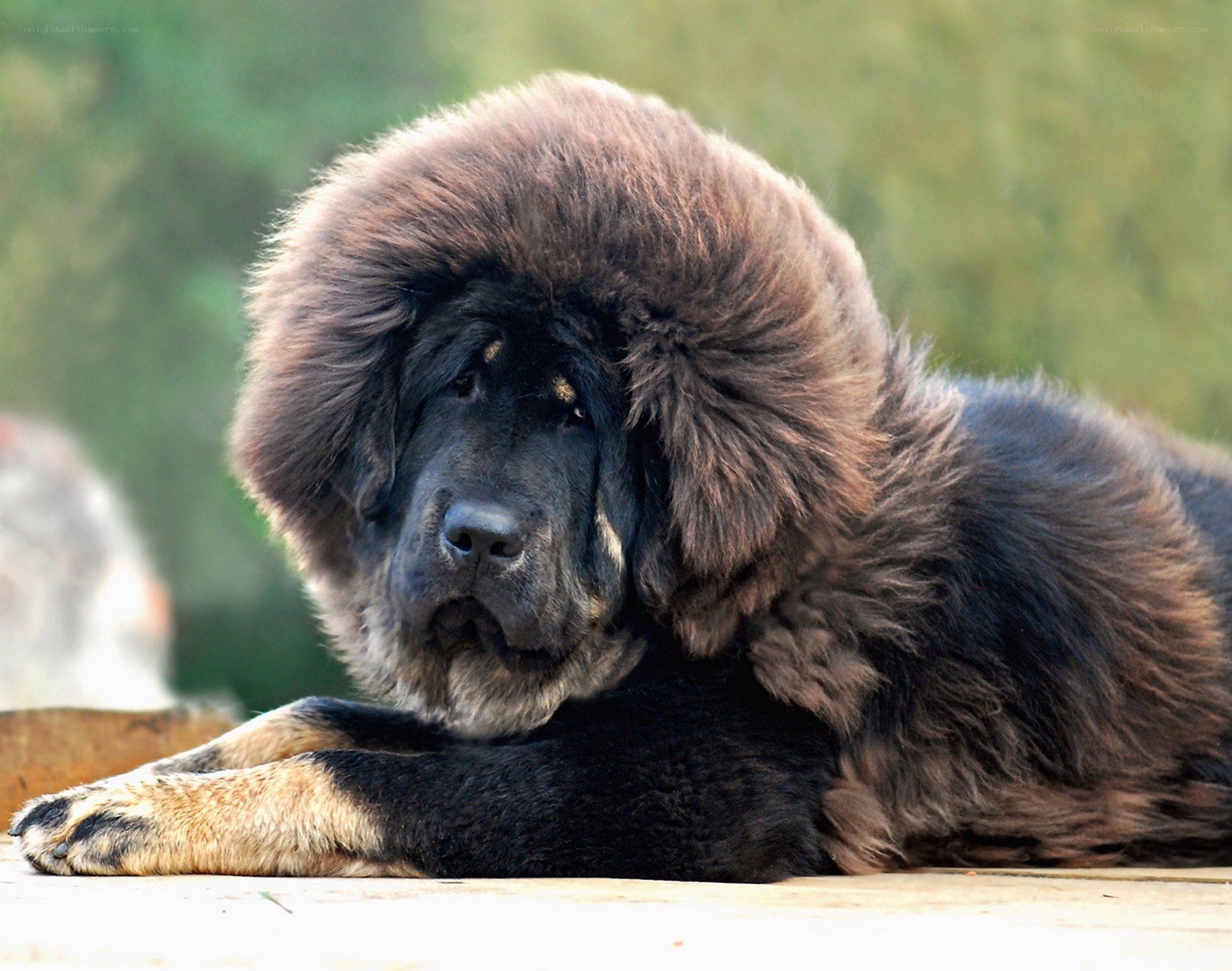 fluffy Tibetan mastiff dog