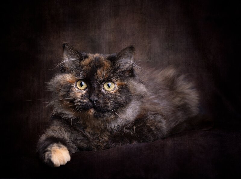 Fluffy Tortoiseshell Cat — Black, Dramatic