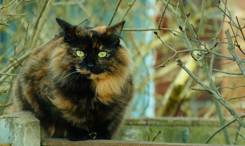 Fluffy Tortoiseshell Cat — Black