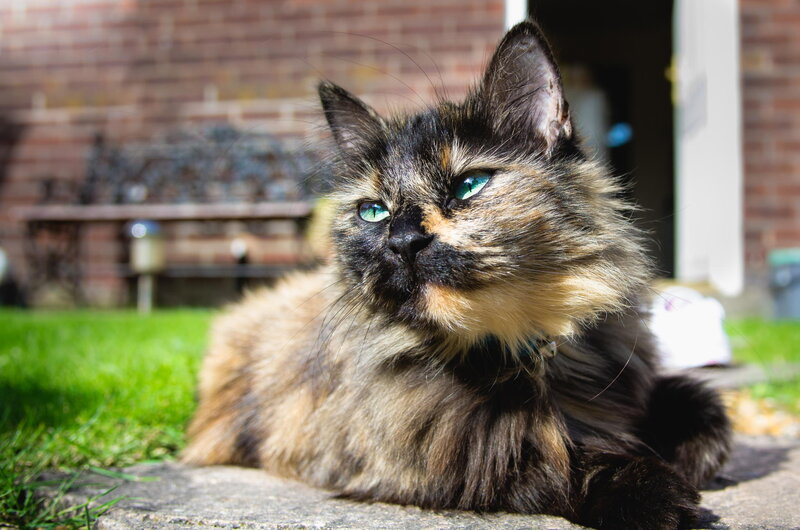 Fluffy Tortoiseshell Cat — Brown