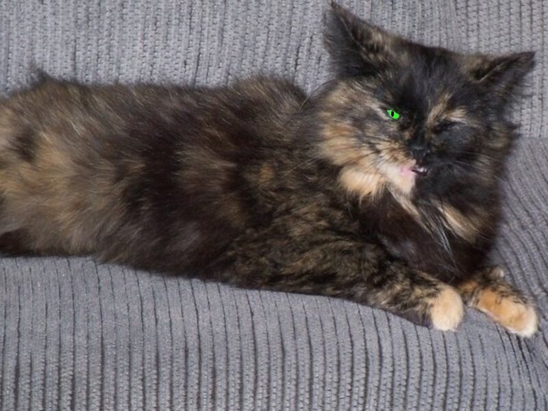 Fluffy Tortoiseshell Cat