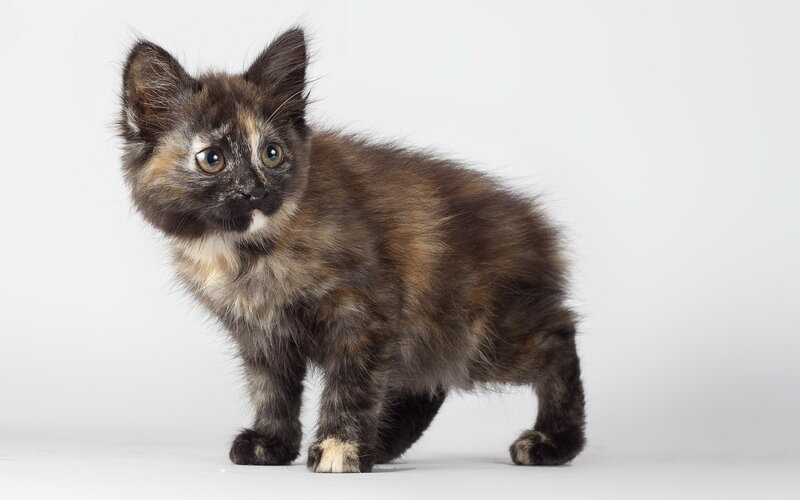 Fluffy Tortoiseshell Kitten