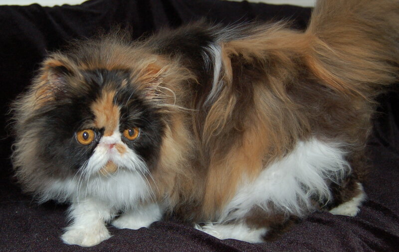 fluffy tricolor cat