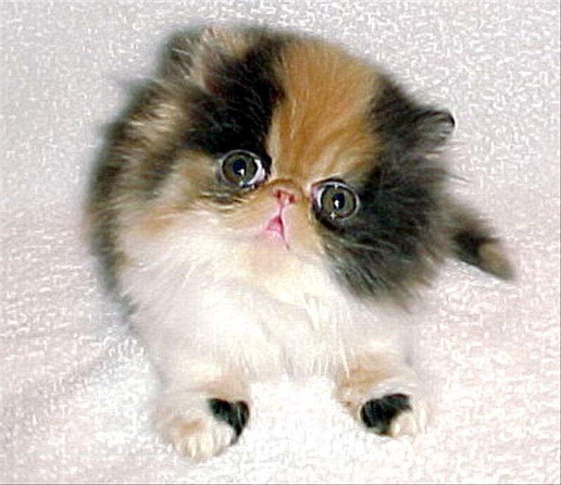 fluffy tricolor kitten