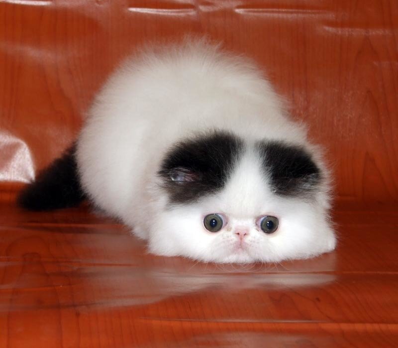 fluffy white and black kitten