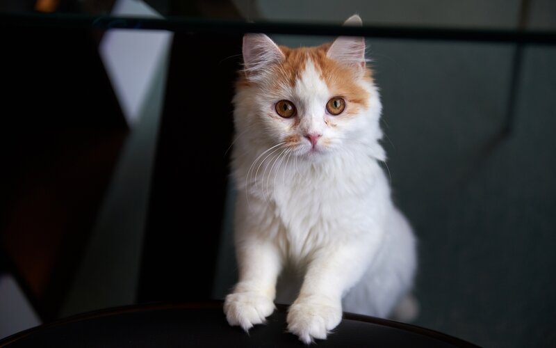 fluffy white and ginger cat