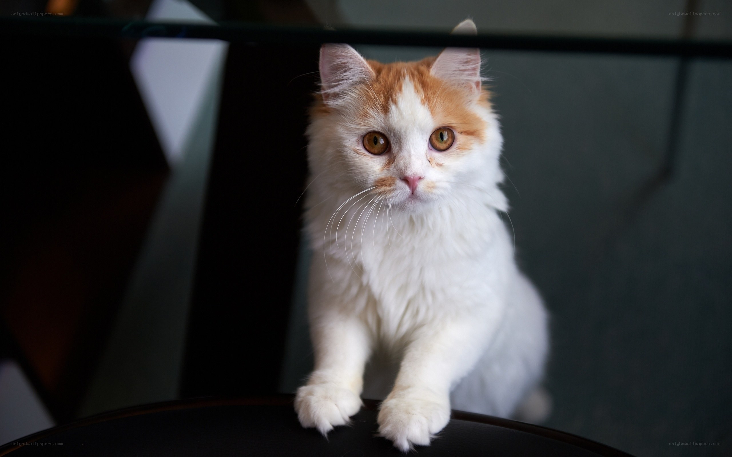 fluffy white and ginger cat