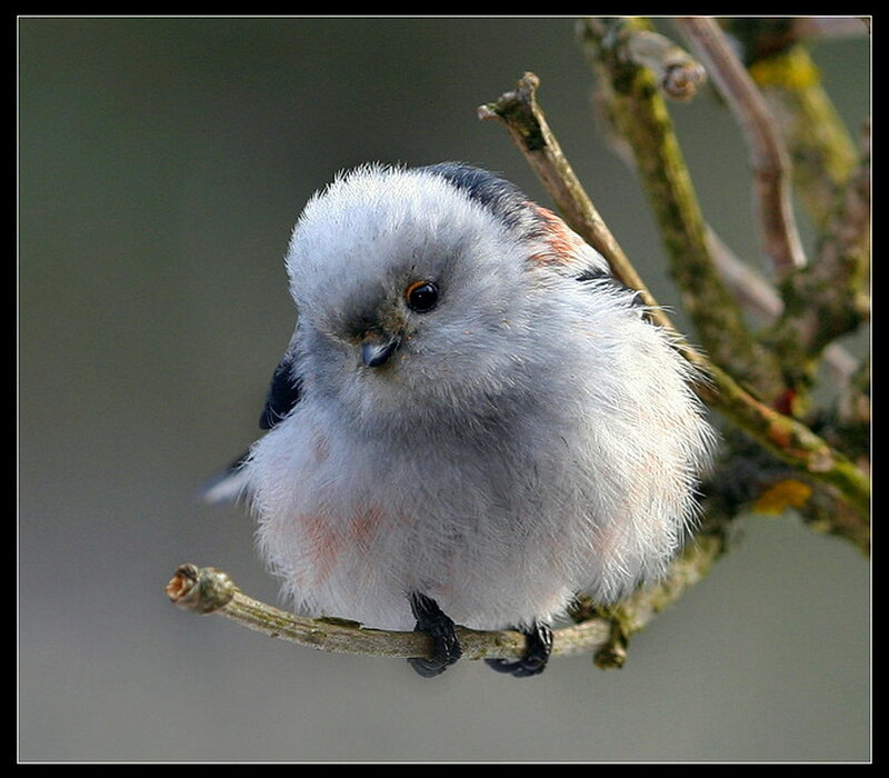 Fluffy White Bird