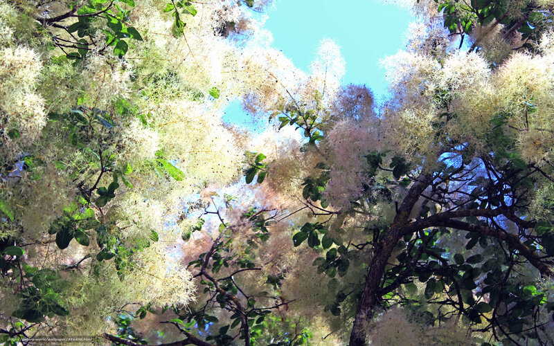 Fluffy white blossoms on a tree