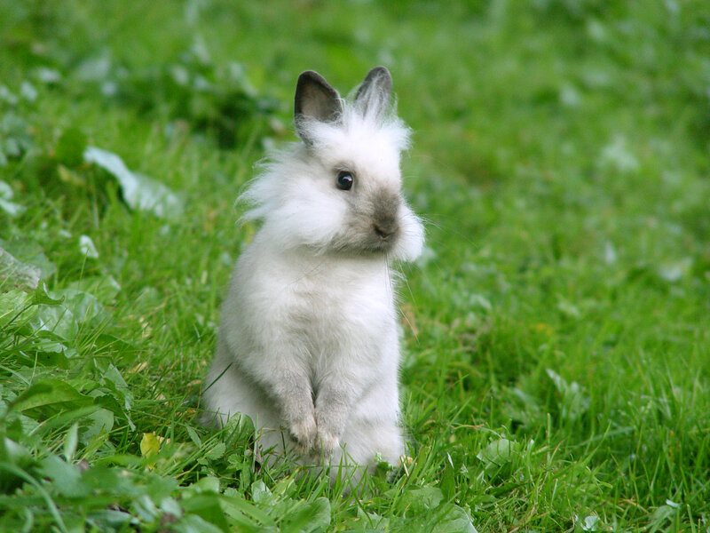 fluffy white bunny in grass