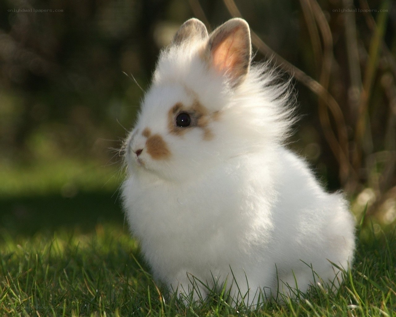 fluffy white bunny in grass