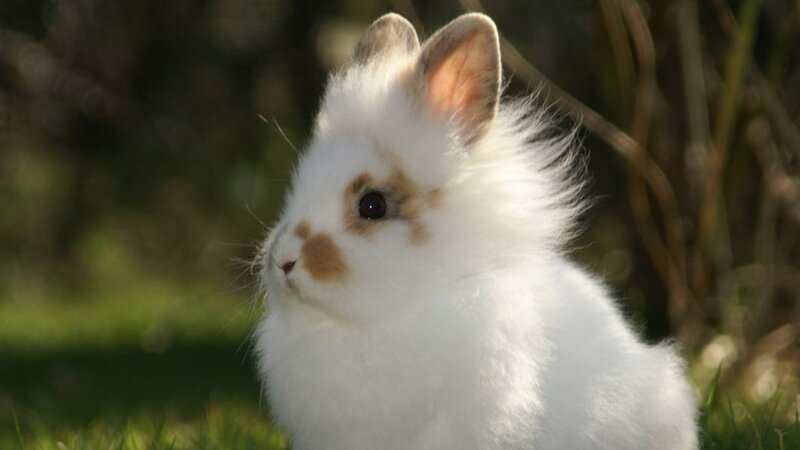 fluffy white bunny in sunlight