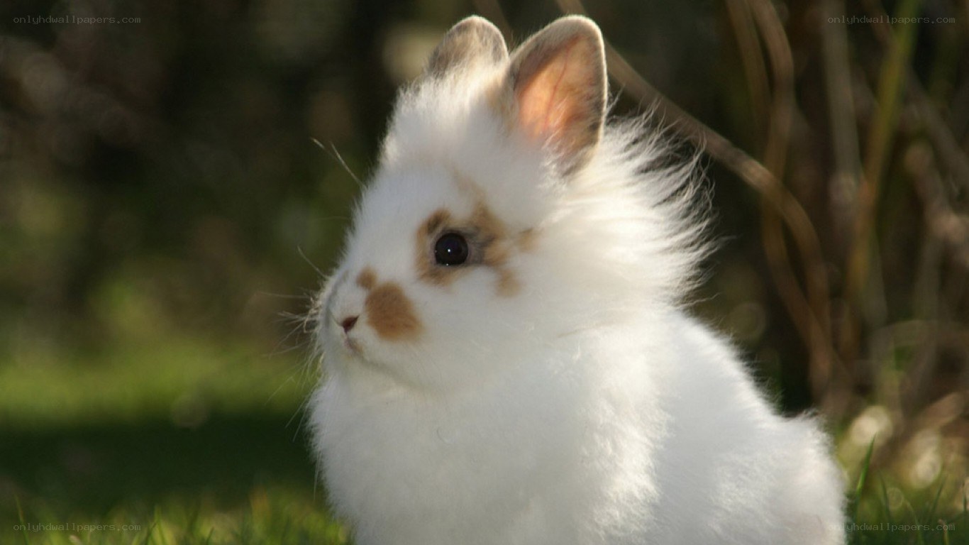fluffy white bunny in sunlight