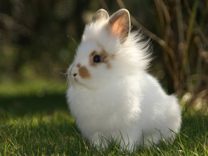 fluffy white bunny on grass