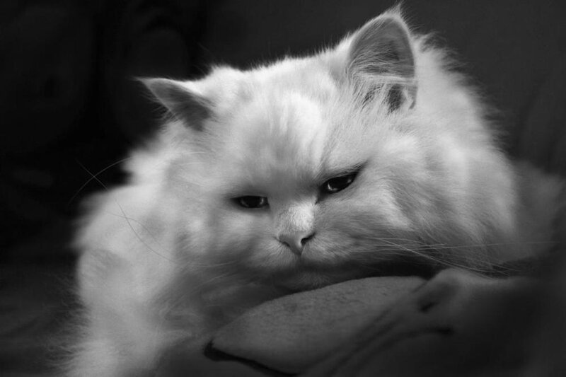 Fluffy White Cat — Black, Calm