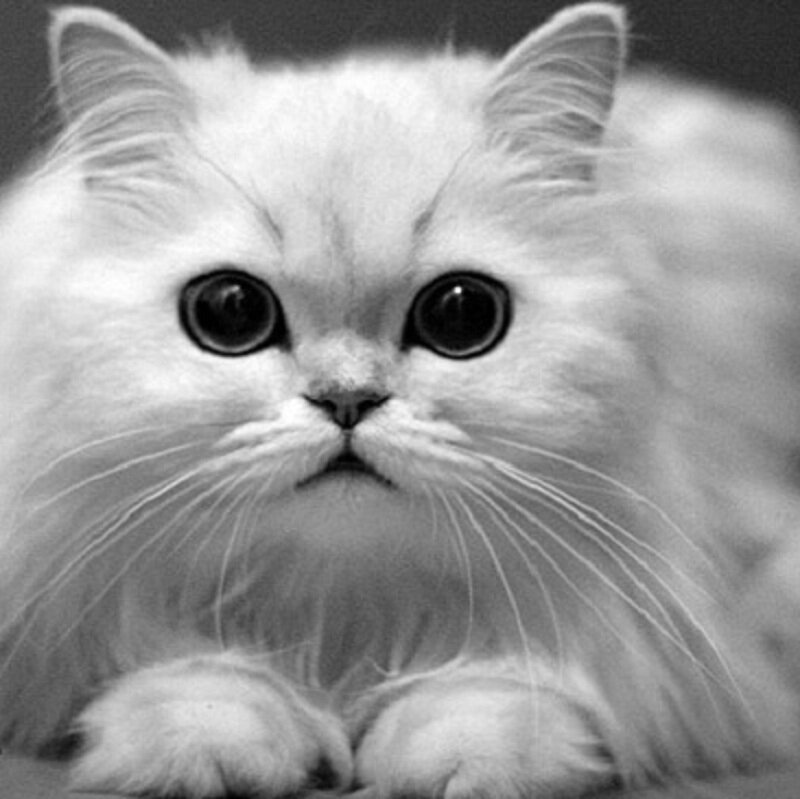 Fluffy White Cat — Black