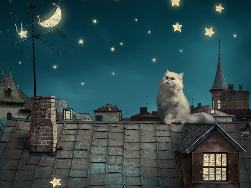 Fluffy White Cat — Blue, Serene, Night, Digital Art