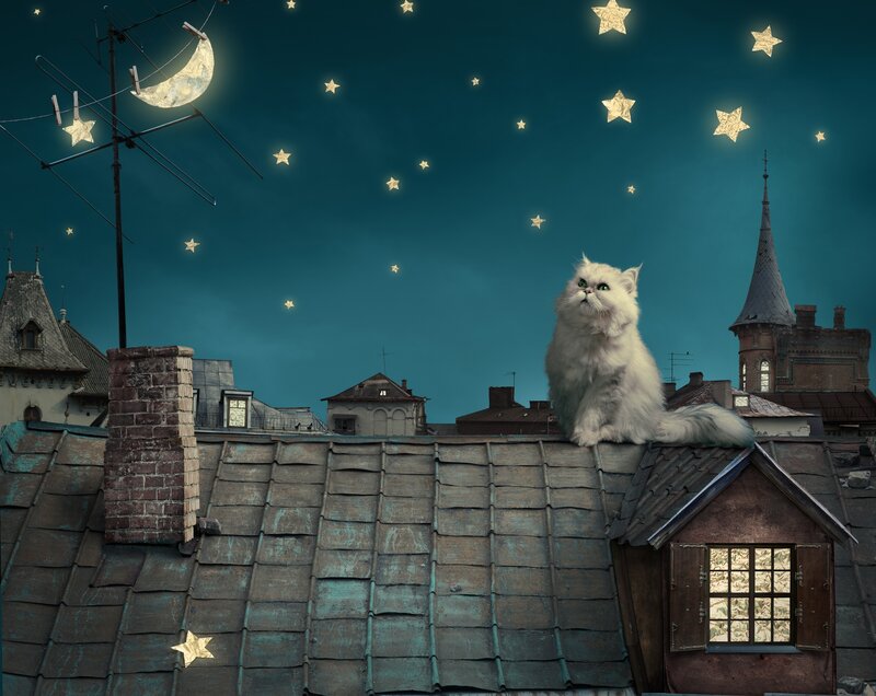 Fluffy White Cat — Blue, Serene, Night
