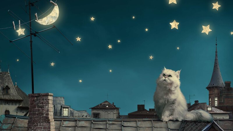 Fluffy White Cat — Blue, Serene
