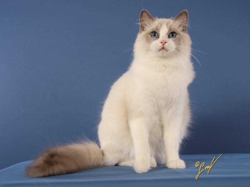 Fluffy White Cat — Blue