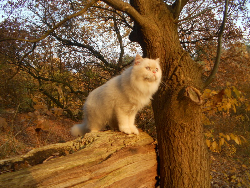 Fluffy White Cat — Brown