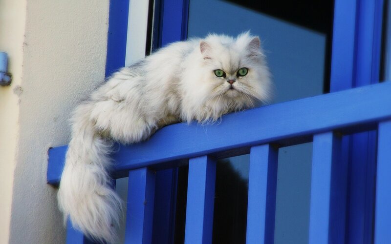 Fluffy White Cat — Calm, Afternoon, Photograph, Blue Railing