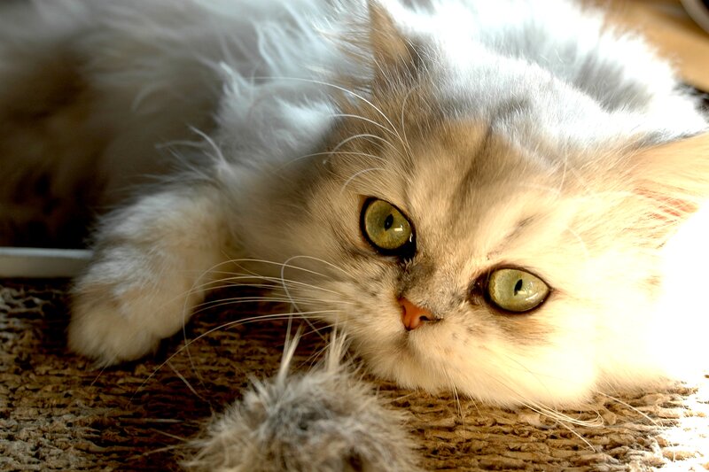 Fluffy White Cat — Calm, Afternoon, Photograph, Eyes