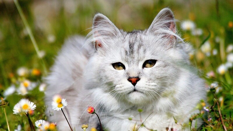 Fluffy White Cat — Calm, Afternoon, Photograph, Flowers