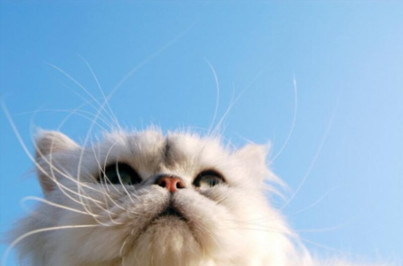 Fluffy White Cat — Calm, Afternoon, Photograph