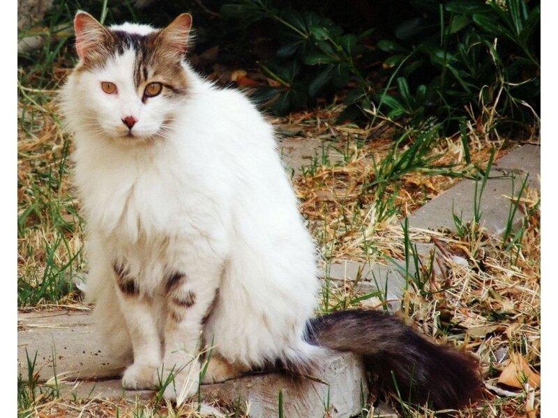 Fluffy White Cat — Calm, Afternoon