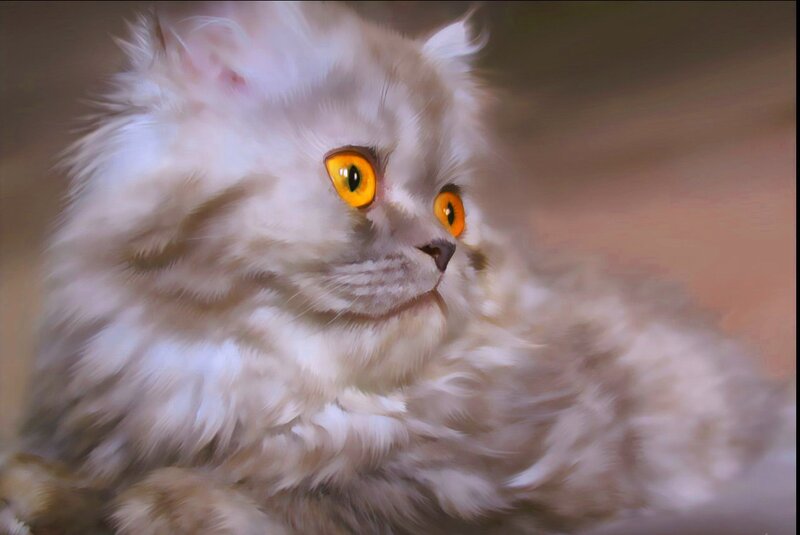Fluffy White Cat — Calm, Digital Art, Eyes